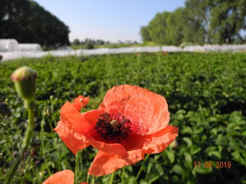 Blumenmeer