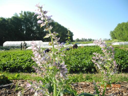 Blumenvielfalt auf dem Hof