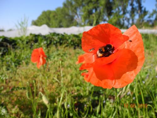 Artenvielfalt auf dem Bio-Bauernhof