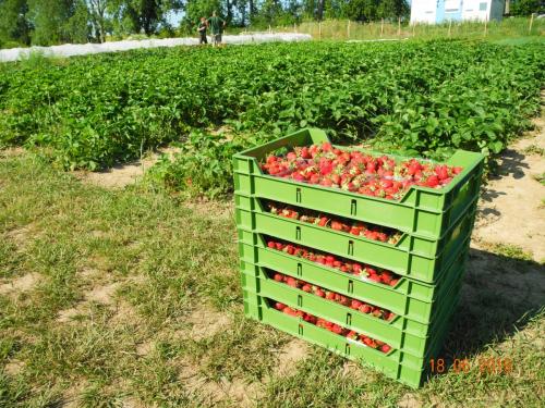 Erdbeeren-Ausbeute