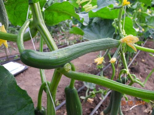 Zucchini Pflanze