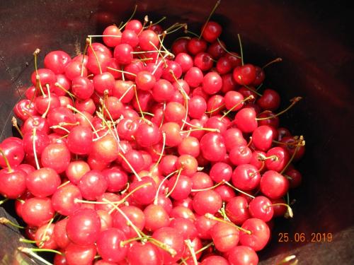 Kirschen