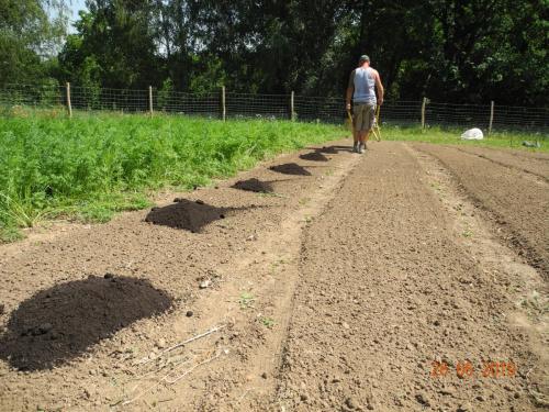 Gemüseproduktion in vollem Gange