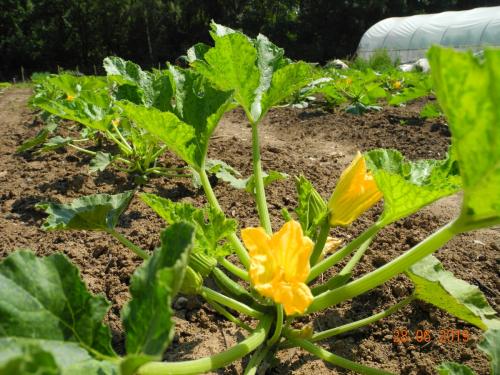 Zucchine Pflanze