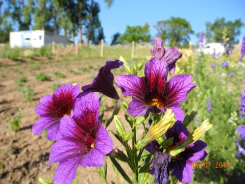 Blumenmeer