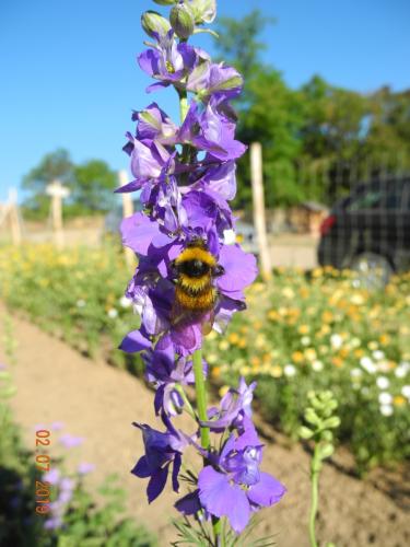 Bienen im Einsatz
