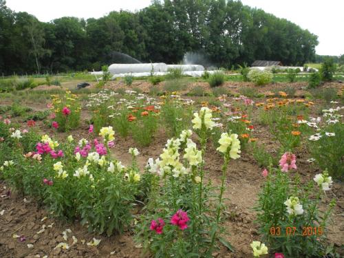 Wildblumen