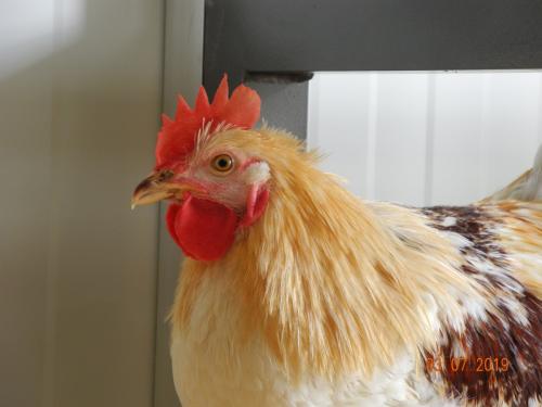 Huhn