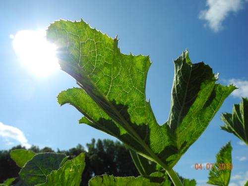 Zucchini in der Sonne