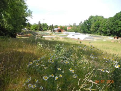 Wildblumen