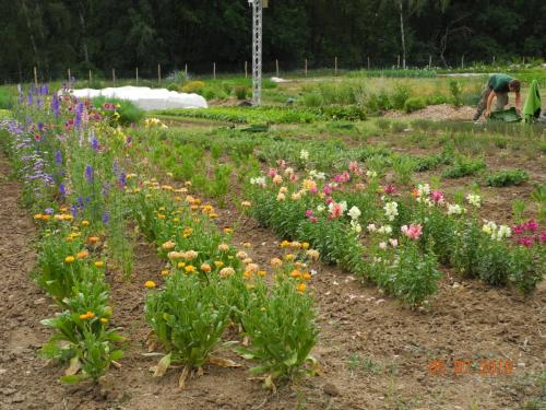 Artenvielfalt auf dem Bio-Bauernhof