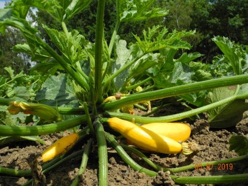 Zucchini
