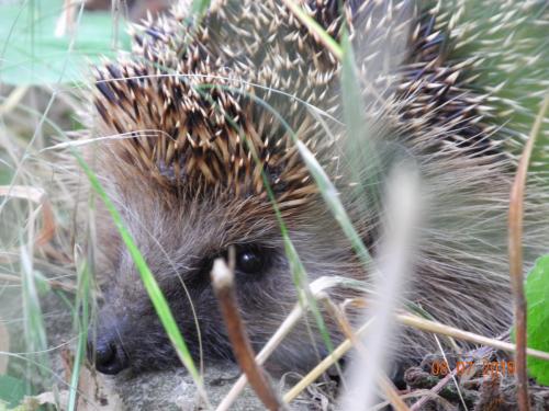 Igel