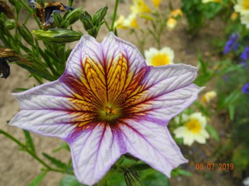Blumenmeer