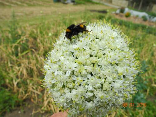 Artenvielfalt auf dem Bio-Bauernhof
