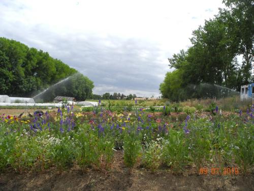 Artenvielfalt auf dem Bio-Bauernhof
