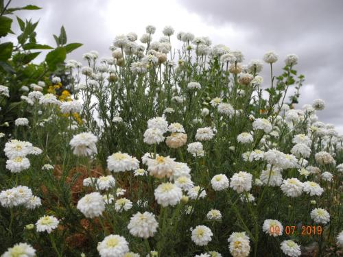 Blumenvielfalt