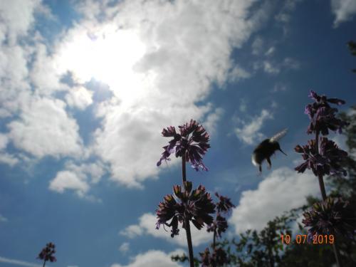 Blumenmeer
