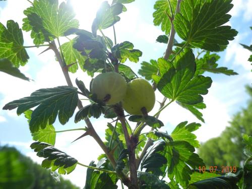 Stachelbeeren