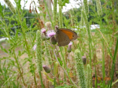 Schmetterling