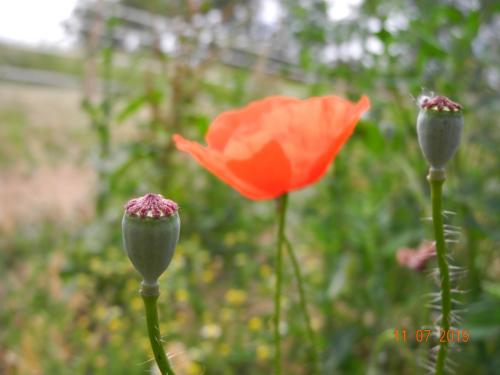 Blumenmeer