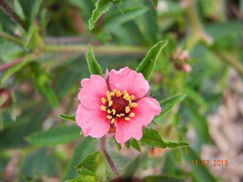 Blumenvielfalt