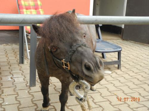 Tierische Bewohner