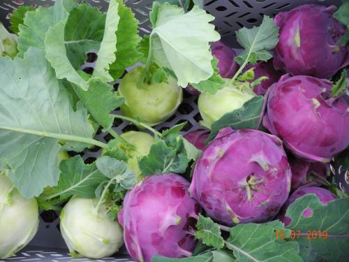 Kohlrabi