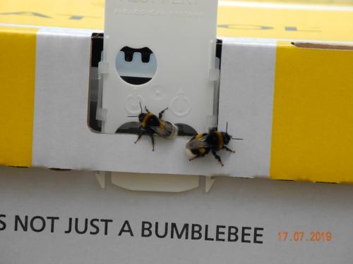 Unsere Bienen